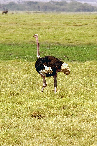 Kenia (154)